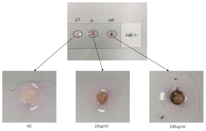  - ORGANOID APPLICATION