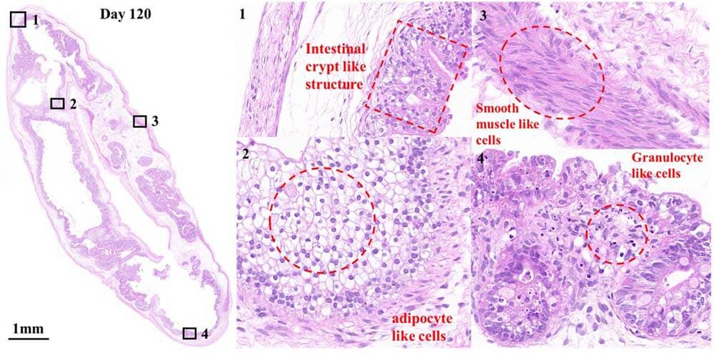  - ORGNAOID HISTOLOGY