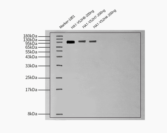  Hemagglutinin (HA) WESTERN BLOT