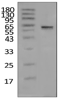  Tau WESTERN BLOT