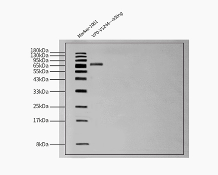  VP0 WESTERN BLOT